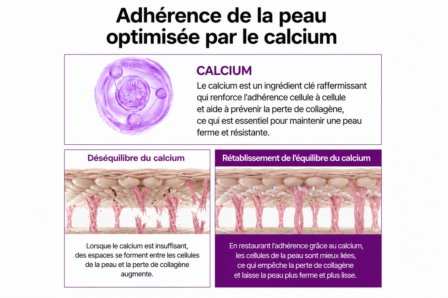 Sérum raffermissant au calcium